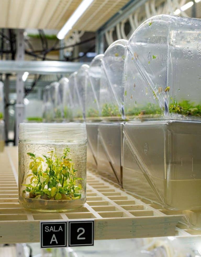 Botanical Solution Inc. (BSI) | Scalable and sustainable solutions