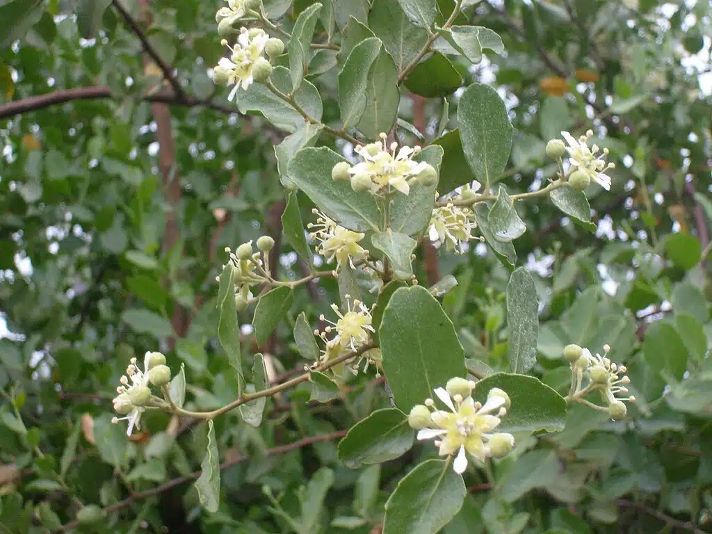 Soapbark tree Botanical Solution Inc Quillaja saponaria