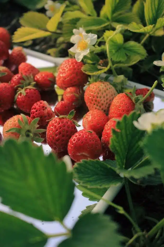 Strawberries protected by Quillibrium® - a broad spectrum biofungicide from Botanical Solution Inc