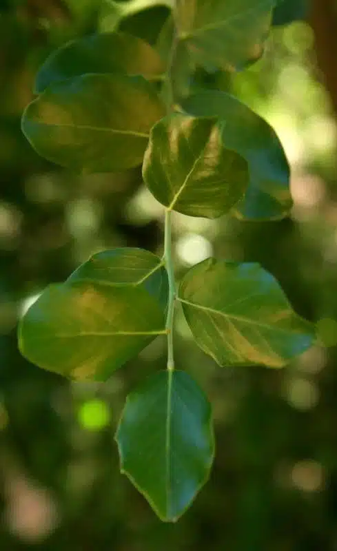 Quillaja saponaria leaves